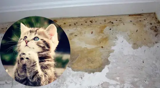 The 1 Method For Removing Cat And Dog Urine Smell From Concrete